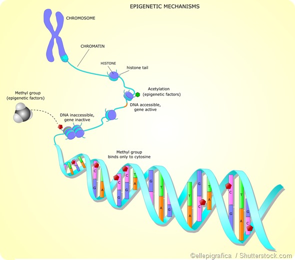 DNA methylation epigentics